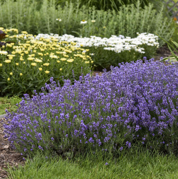 3-Pack Live Lavandula angustifolia 'Munstead' Starter Perennial Plants. Super Healthy. Ready to Plant.