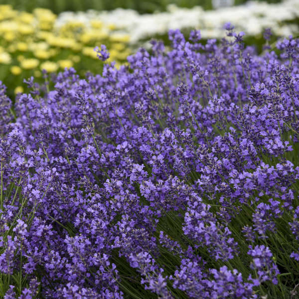 3-Pack Live Lavandula angustifolia 'Munstead' Starter Perennial Plants. Super Healthy. Ready to Plant.
