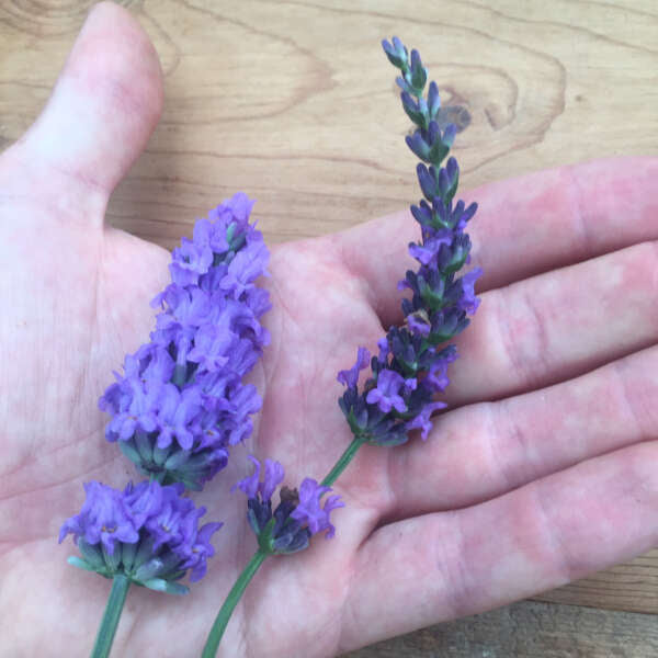 3-Pack Lavandula Sensational. The Three-Season English Lavender Perennial.
