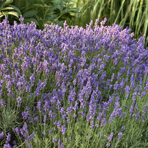 Lavandula angustifolia Lavender Hidcote Perennial Starter Plant