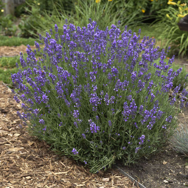 3 Lavandula angustifolia Hidcote Lavender Perennial Starter Plants
