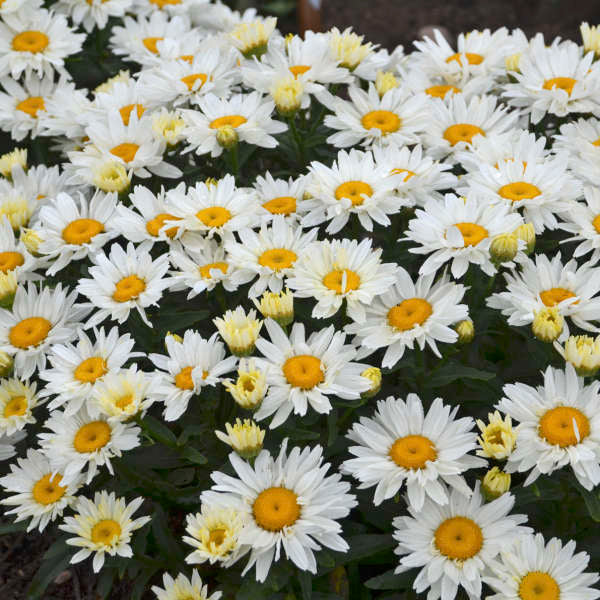 Walters Gardens, Inc. / Leucanthemum superbum 'Cream Puff'