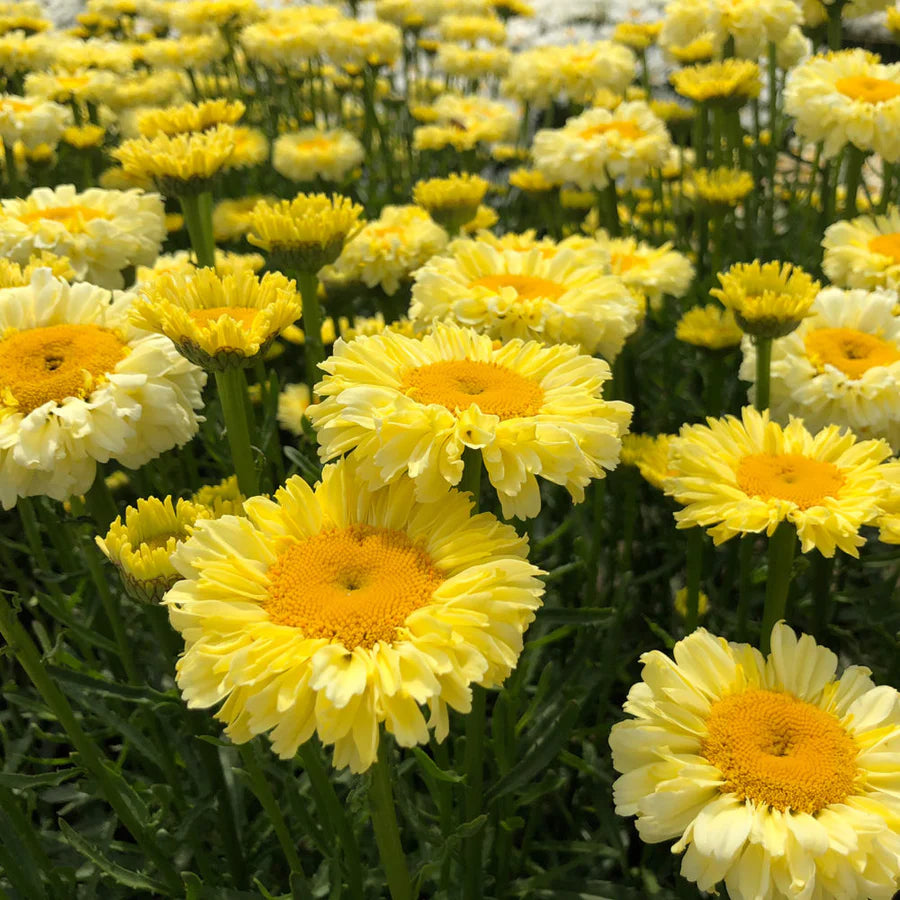 6 Leucanthemum Mixed Shasta Daisy Perennial Starters. Super Easy to Grow. Love Sun.