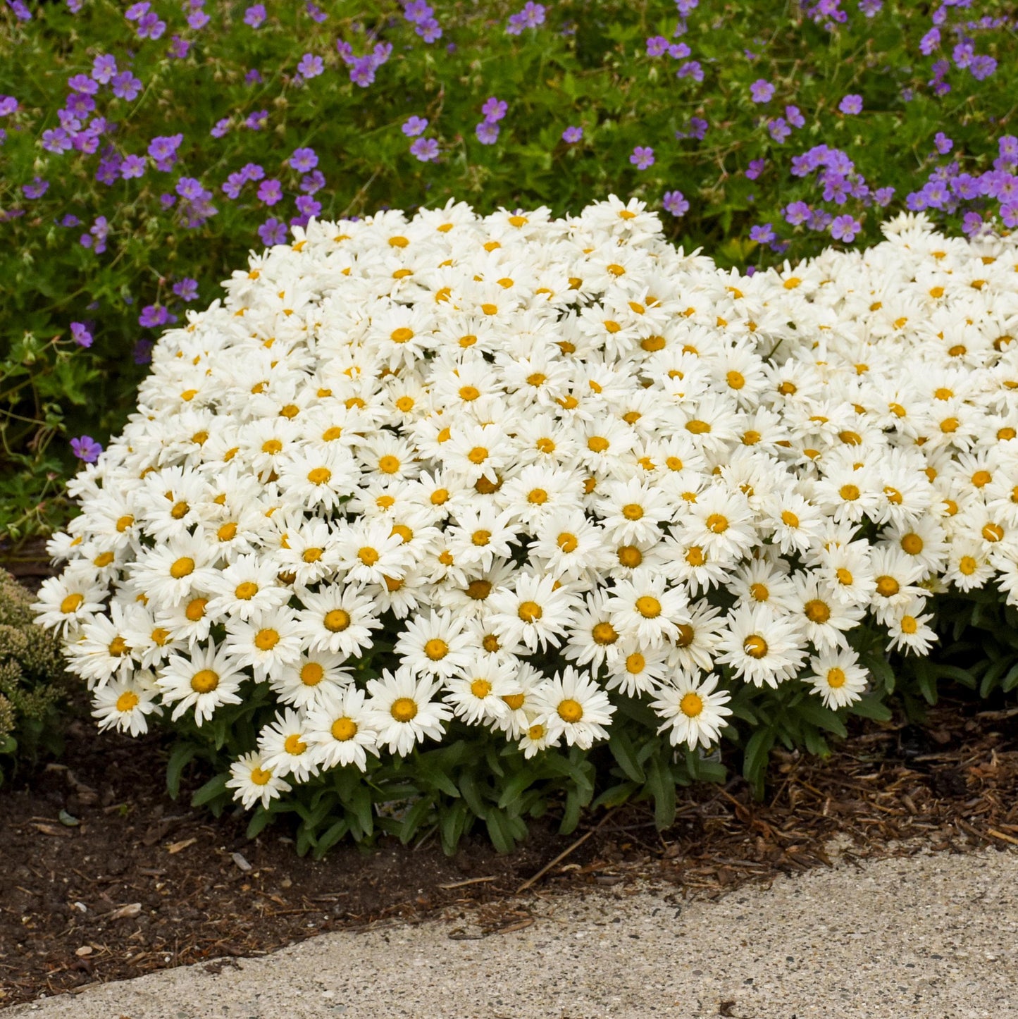 6 Leucanthemum Mixed Shasta Daisy Perennial Starters. Super Easy to Grow. Love Sun.