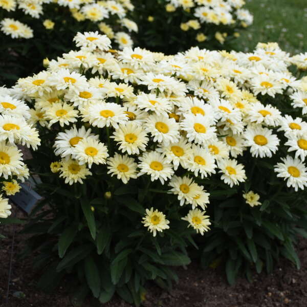 6 Leucanthemum Mixed Shasta Daisy Perennial Starters. Super Easy to Grow. Love Sun.