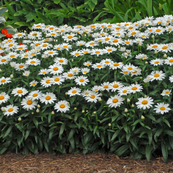 3 Leucanthemum superbum 'Snowcap' Shasta Daisy Perennial Starters.Super Easy to Grow. Love Sun.
