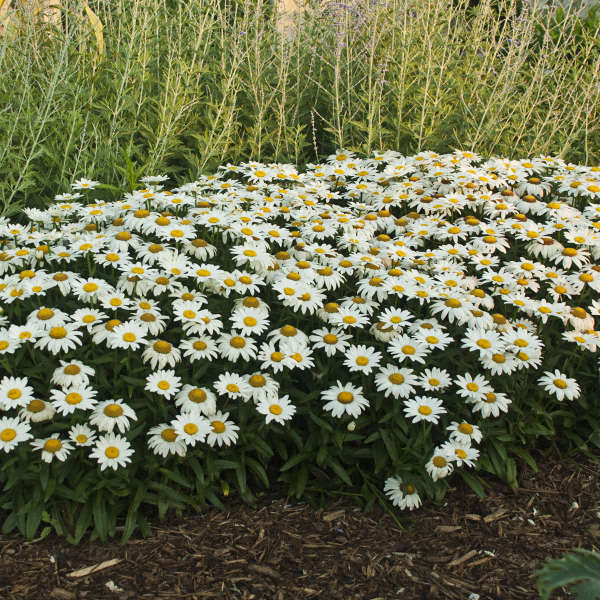 3 Leucanthemum superbum 'Snowcap' Shasta Daisy Perennial Starters.Super Easy to Grow. Love Sun.