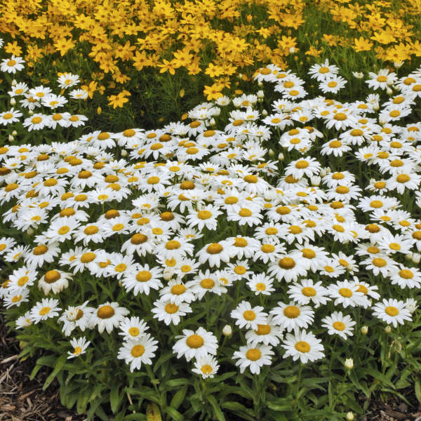 3 Leucanthemum superbum 'Snowcap' Shasta Daisy Perennial Starters.Super Easy to Grow. Love Sun.