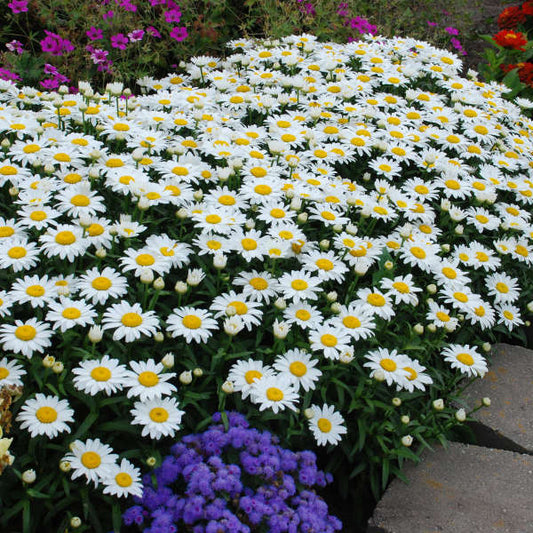 6 Leucanthemum Mixed Shasta Daisy Perennial Starters. Super Easy to Grow. Love Sun.