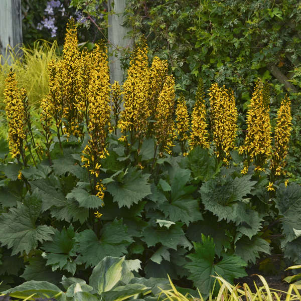 Walters Gardens, Inc. / Ligularia 'Bottle Rocket'
