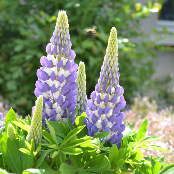 Walters Gardens, Inc. / Lupinus polyphyllus MINI GALLERY™ Blue Bicolor