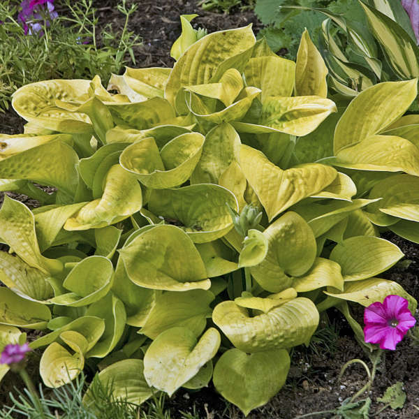 Hosta 'Maui Buttercups' Starter Perennial. Beautiful Yellow Color. Great for Shady Area. Super Easy to Grow.
