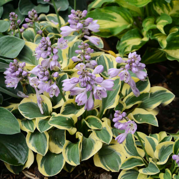 Miniature 'Mini Skirt' Starter Hosta. Stunning Colors. Loves Shade. Easy to Grow.