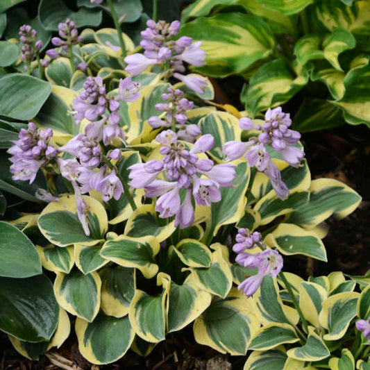 Miniature 'Mini Skirt' Starter Hosta. Stunning Colors. Loves Shade. Easy to Grow.
