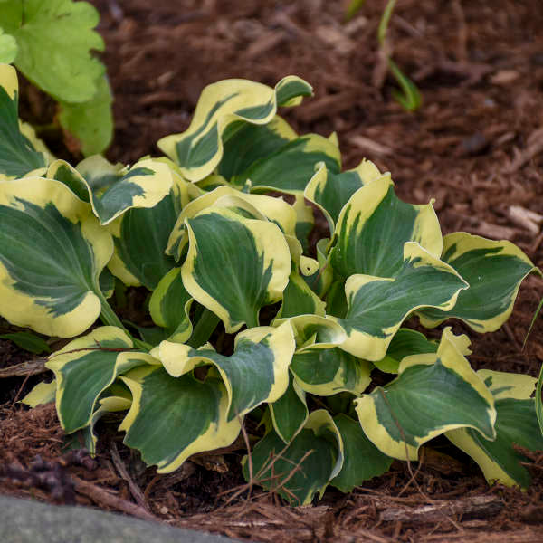 Miniature 'Mini Skirt' Starter Hosta. Stunning Colors. Loves Shade. Easy to Grow.
