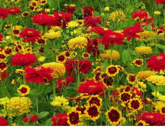 5 Mixed Coreopsis Starter Tickseed Perennials. Bright Colorful Flowers. Love Sun.