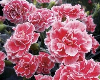 6 Mixed-Color Dianthus Perennial Plants. Love Sun. Easy to Grow. Pollinator.