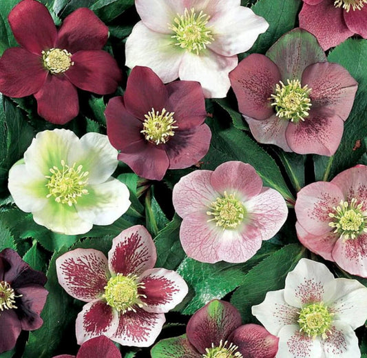 3 Mixed Helleborus Starter Lenten Rose Perennials. Very Hardy, Super Healthy.