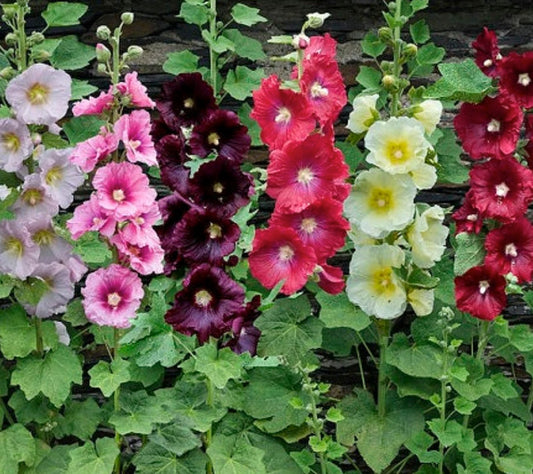 3 Mixed Alcea rosea Hollyhock Perennial Starters. Bold and Bright. Grow up to 5 Feet.