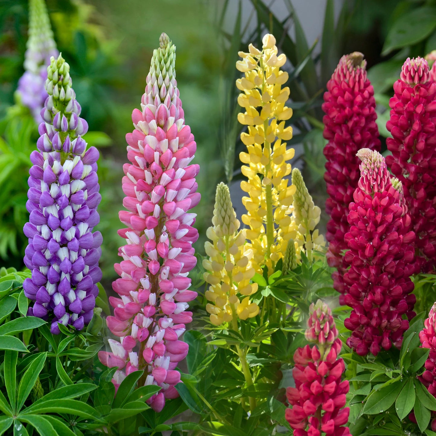 3 Mixed Lupinus "Lupine" Perennial Plants. Attracts Hummingbirds and Butterflies.