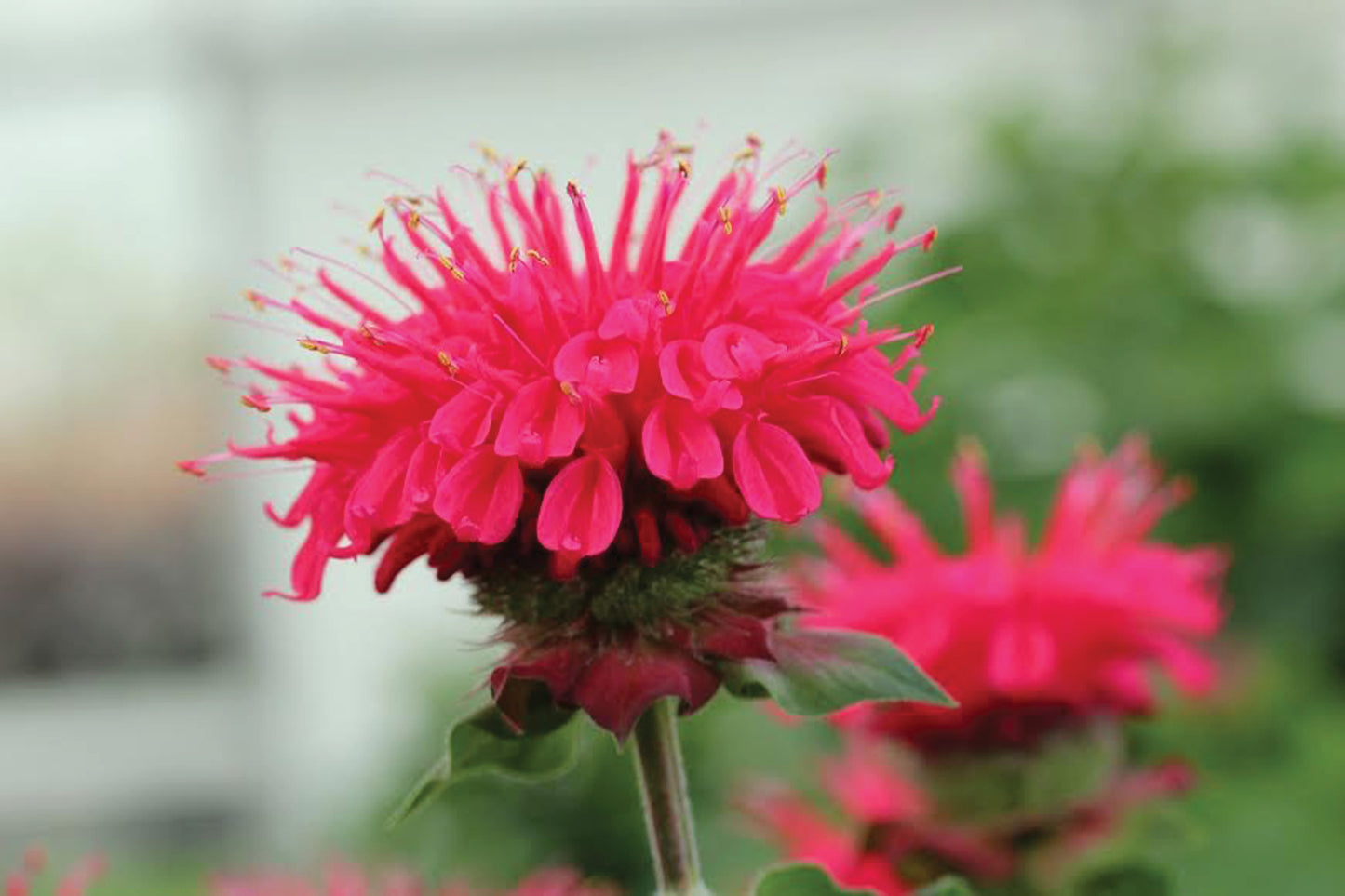 Creek Hill Nursery / Monarda 'Bee-Happy'