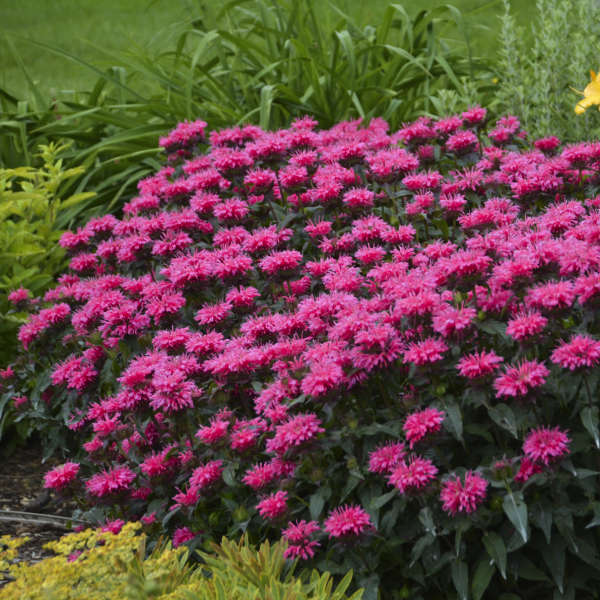 3 Live Bubblegum Blast Monarda Beebalm Perennial Plant. Attracts Butterflies and Hummingbirds.