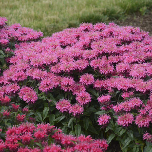 4 Mixed Monarda Bee Balm Starter Perennial Collection. Super Cool Colors. Pollinators. Easy to Grow. Love Sun.