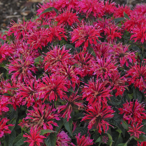 3 Live Cherry Pops Monarda Starter Beebalm Perennial Plants. Ships Today. Attracts Butterflies.