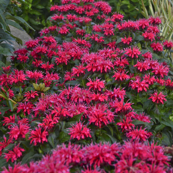 3 Live Cherry Pops Monarda Starter Beebalm Perennial Plants. Ships Today. Attracts Butterflies.
