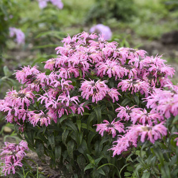 Walters Gardens, Inc. / Monarda 'Electric Neon Coral' PP33110