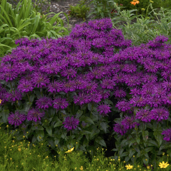 3 Live Grape Gumball Monarda Starter Perennial Plants. Super Fragrant. Easy to Grow. Comes Back Every Year
