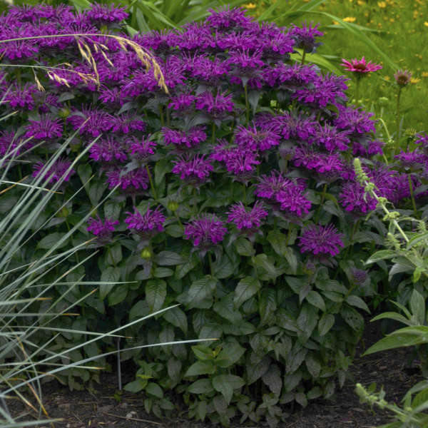 3 Live Grape Gumball Monarda Starter Perennial Plants. Super Fragrant. Easy to Grow. Comes Back Every Year