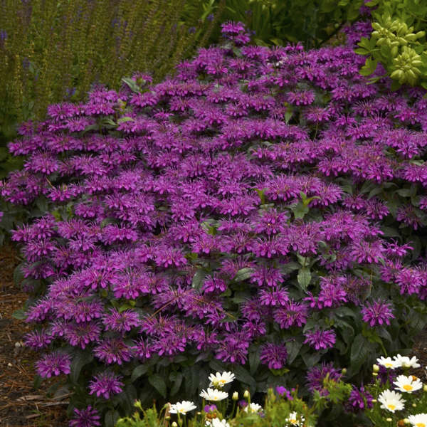 4 Mixed Monarda Bee Balm Starter Perennial Collection. Super Cool Colors. Pollinators. Easy to Grow. Love Sun.