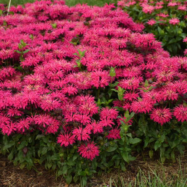3 Monarda 'Leading Lady Razzberry' Starter Bee Balm Perennials. Attracts Butterflies and Hummingbirds.