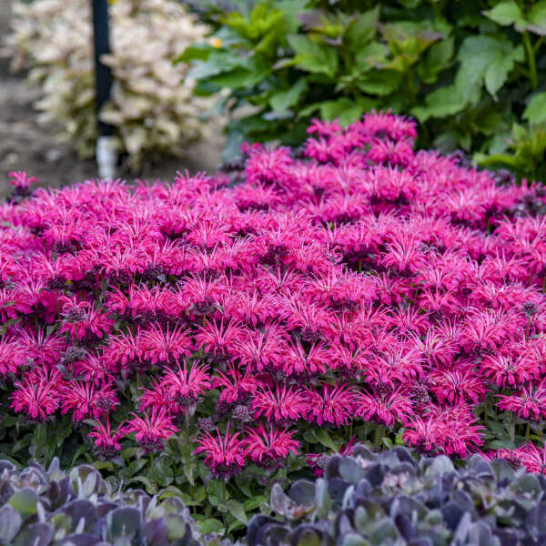3 Monarda 'Leading Lady Razzberry' Starter Bee Balm Perennials. Attracts Butterflies and Hummingbirds.