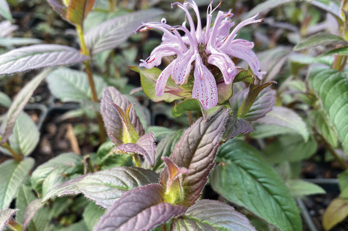 Creek Hill Nursery / Monarda 'Midnight Oil'