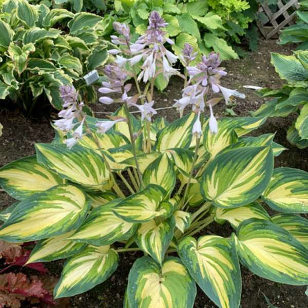 My Fair Lady Starter Hosta. New Variety!