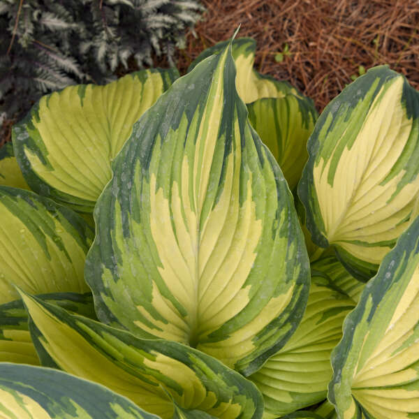 My Fair Lady Starter Hosta. New Variety!