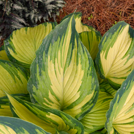 Hosta 'My Fair Lady' Starter Perennial. New Variety! Gorgeous, Tri-Colored Foliage.