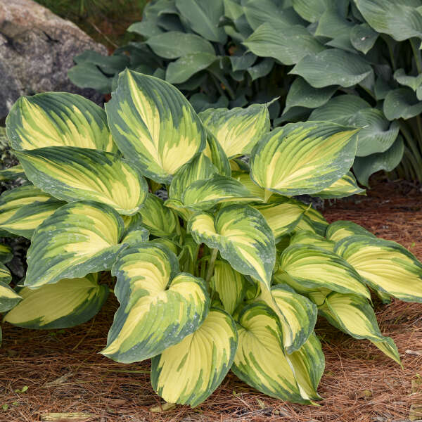 My Fair Lady Starter Hosta. New Variety!