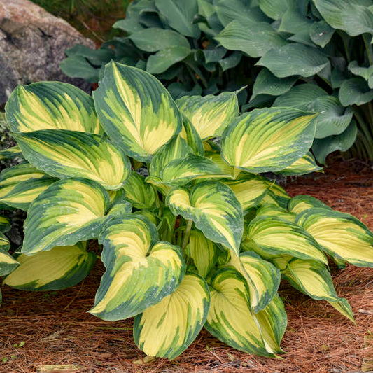Hosta 'My Fair Lady' Starter Perennial. New Variety! Gorgeous, Tri-Colored Foliage.