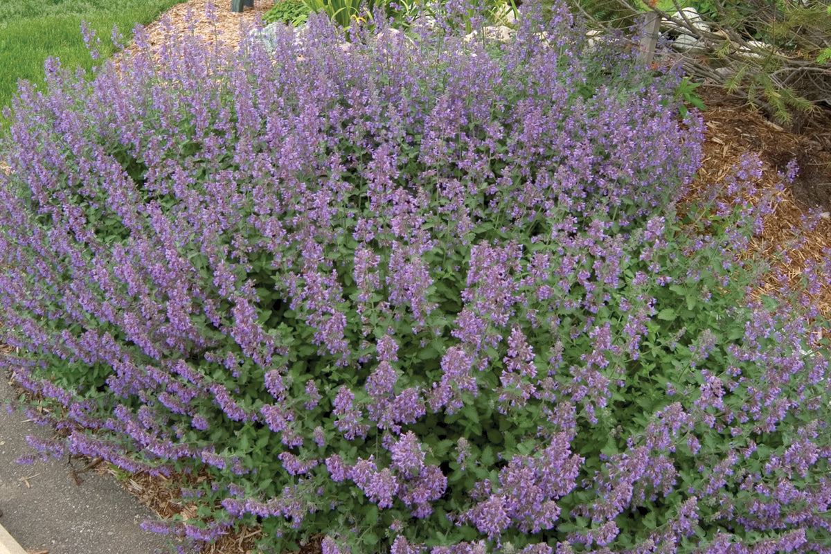 3-Pack Nepeta 'Walker’s Low' Starter Catmint Perennials. Lavender-Blue Flowers. Aromatic Foliage. Thrives in Sun.