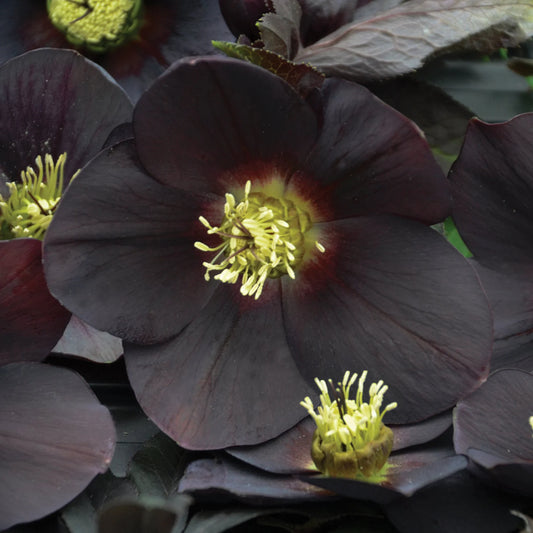 Helleborus 'New York Night' Lenten Rose Perennial. Standout Elegance.