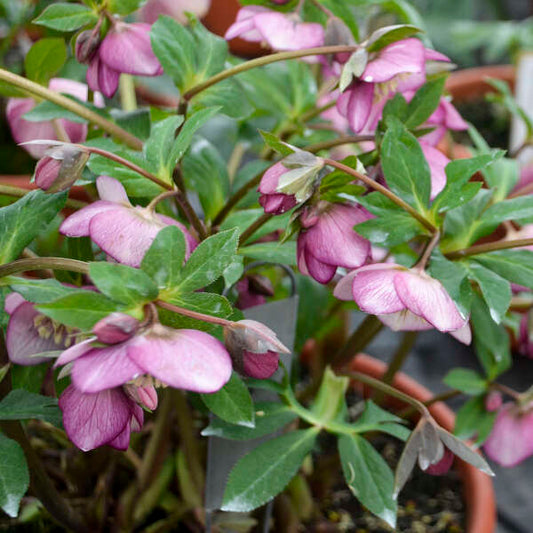 Helleborus 'Paris in Pink' Lenten Rose Perennial. Symbol of Love and Compassion.