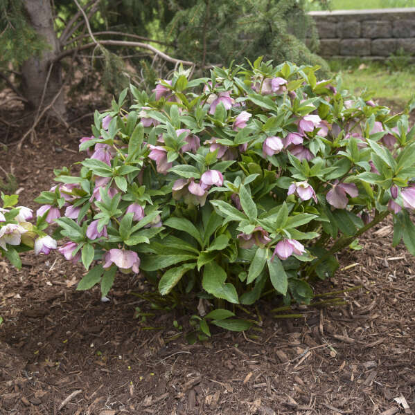 Helleborus 'Paris in Pink' Lenten Rose Perennial. Symbol of Love and Compassion.