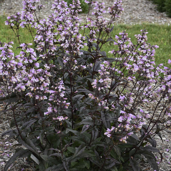 3 Penstemon Blackbeard Starter Perennials. Heat-Tolerant, Cold-Hardy, Terrific Color All Season.