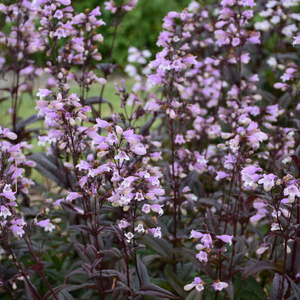 3 Penstemon Blackbeard Starter Perennials. Heat-Tolerant, Cold-Hardy, Terrific Color All Season.