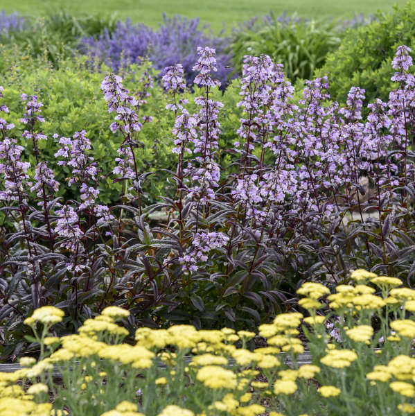 3 Penstemon Blackbeard Starter Perennials. Heat-Tolerant, Cold-Hardy, Terrific Color All Season.