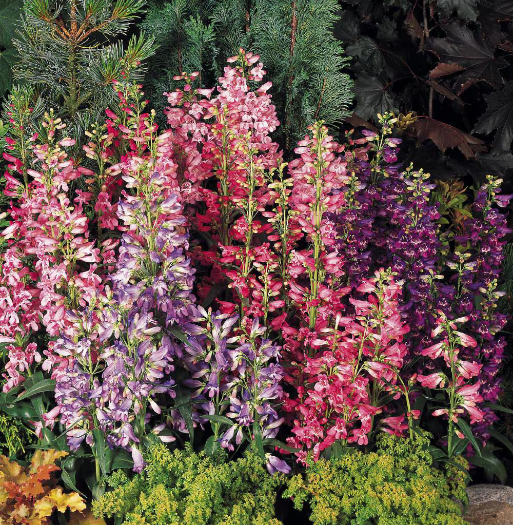 3 Penstemon Mixed Starter Perennials. Pinks, Red and Purple. Heat-Tolerant and Cold-Hardy. Color All Season.