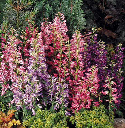 3 Penstemon Mixed Starter Perennials. Pinks, Red and Purple. Heat-Tolerant and Cold-Hardy. Color All Season.